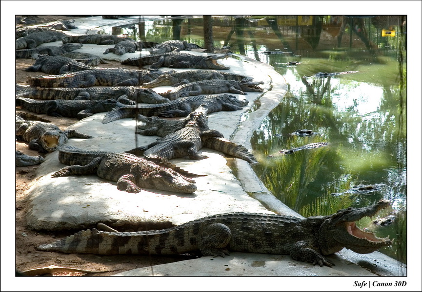 2006 - 08 - Pattaya - Crocodile farm 22
